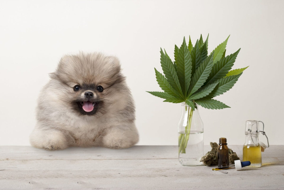 CBD Snacks for Pets That You Never Knew About