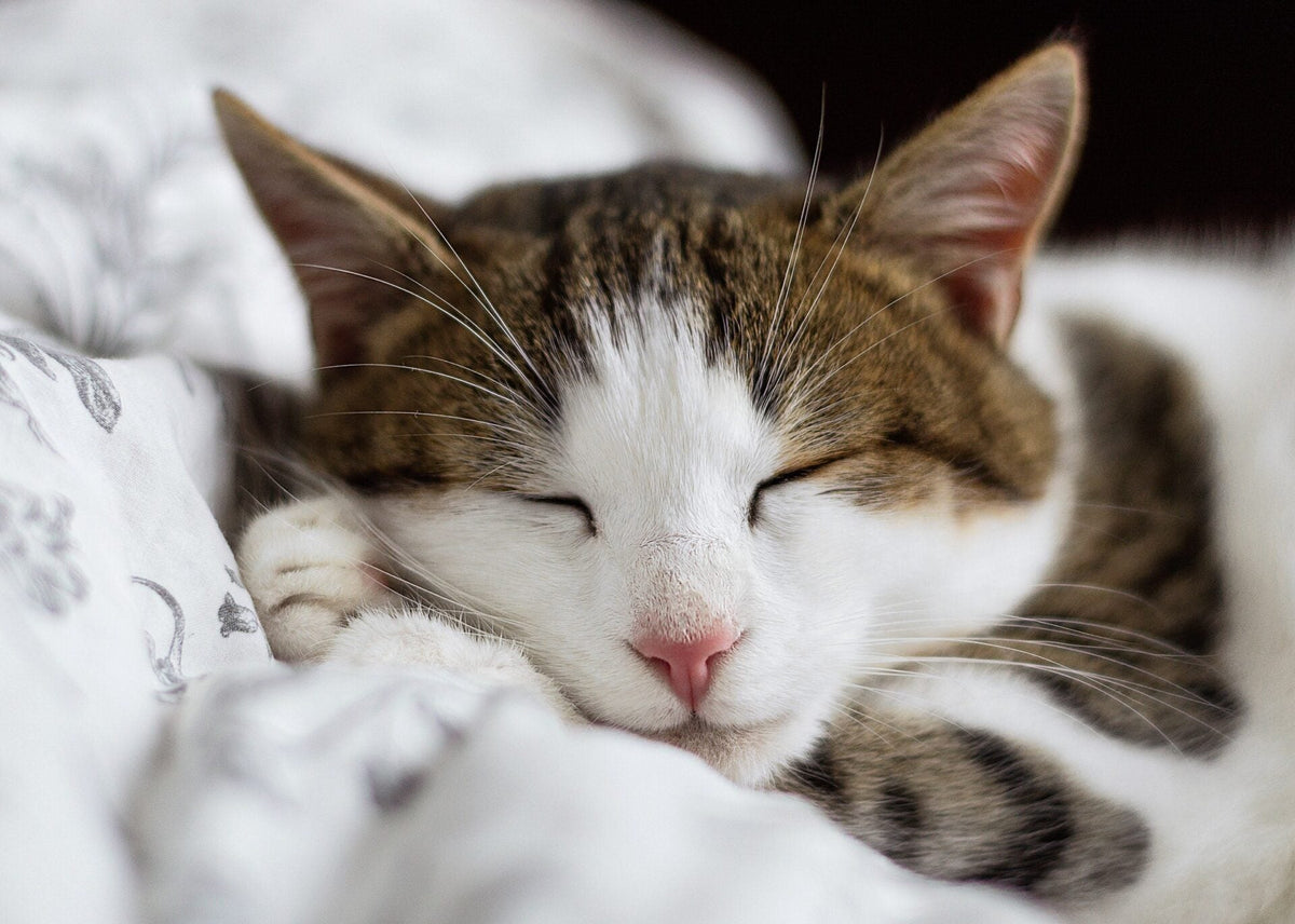 How Much Do Cats Sleep?