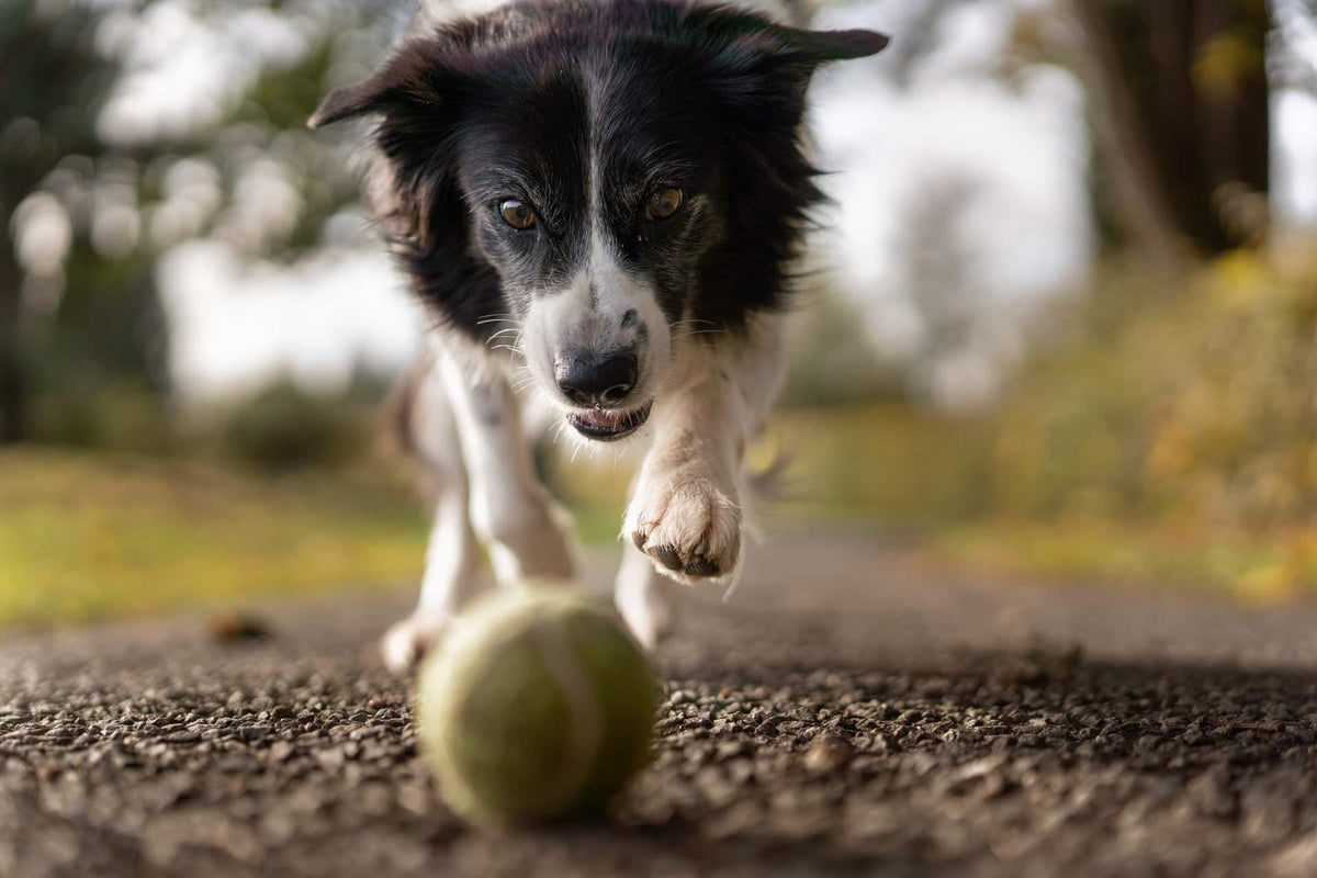 Hemp Oil for Joint Issues in Dogs: Does It Help?