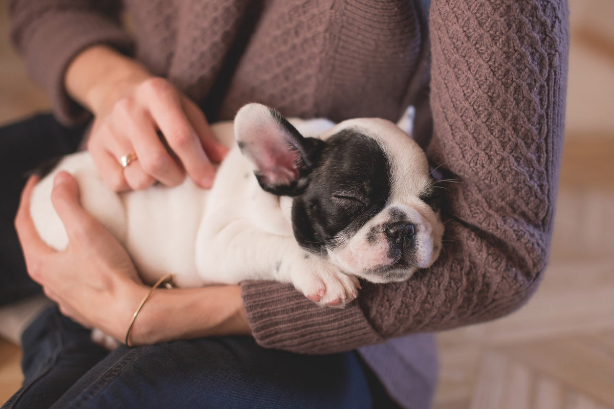 Dog Tremors: Should You Worry About Them?