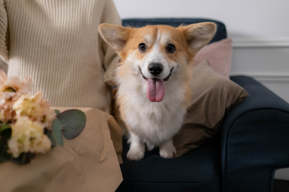 Cannabis For Dogs: When To Use It and Why