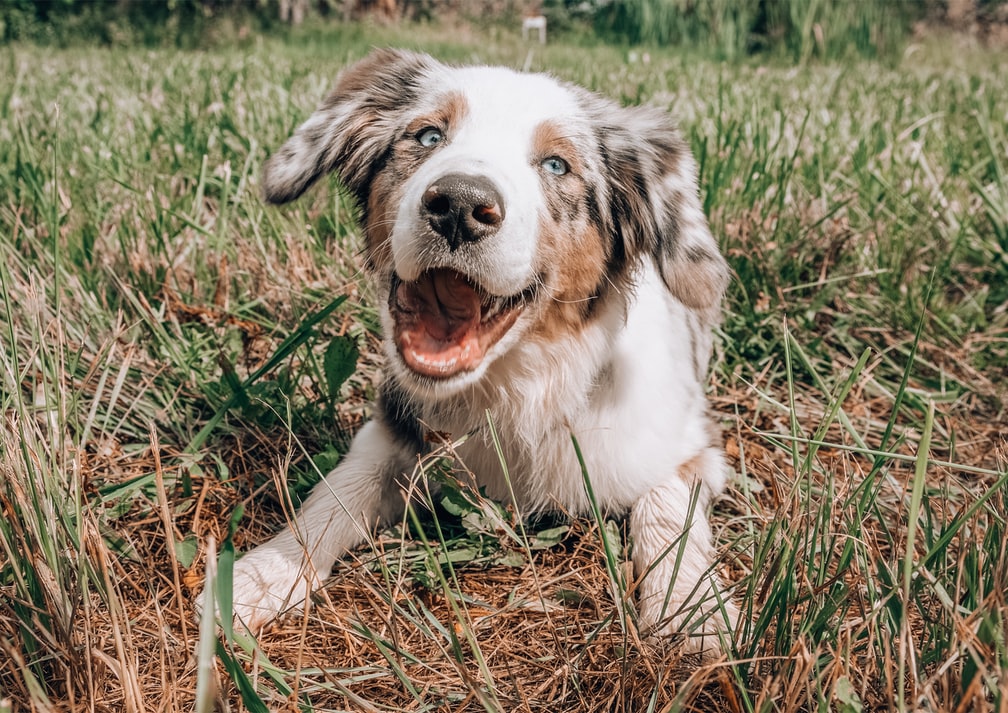 Hemp Oil for Occasional Dog Stress - Top 3 Benefits