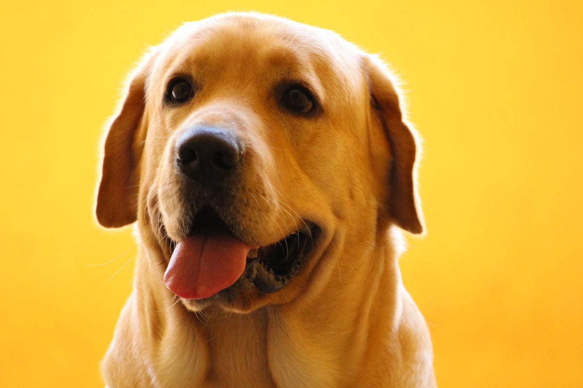 CBD Oil for Dogs: Common Side Effects